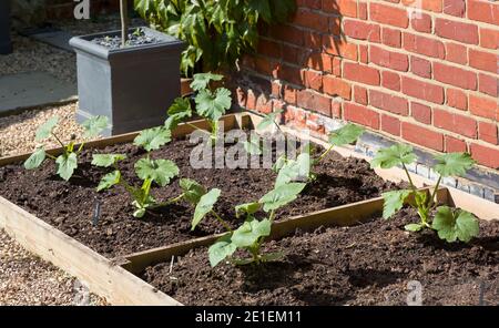 Zucchine (zucchine) piante che crescono in un letto rialzato in un giardino in primavera. Inghilterra, Regno Unito Foto Stock