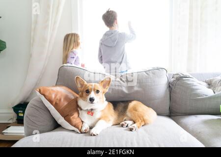 bambini che guardano fuori la finestra con il cane di corgi che si stesa sul divano Foto Stock
