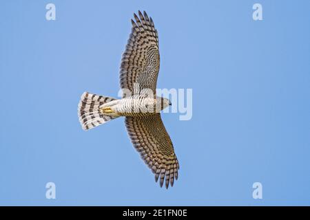 Eurasian Sparrowhawk (Accipiter nisus) adulto che vola in cielo blu, Assia, Germania Foto Stock