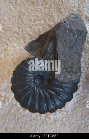 Fossile di El Fossil, il Museo dei fossili, vicino a Villa de Leyva, Colombia | NESSUNO | Foto Stock