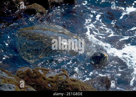 Hawksbill Turtle, Punaluu spiaggia di sabbia nera, isola delle Hawaii (Grande isola), Hawaii, Stati Uniti d'America | NESSUNO | Foto Stock