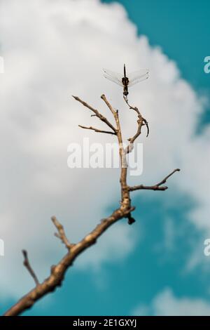 Primo piano di una libellula su un ramo di albero. Foto Stock