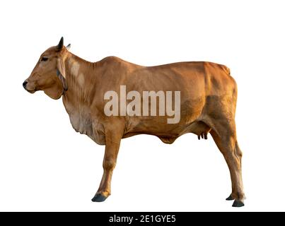 Mucca rossa isolata su sfondo bianco, corpo laterale della mucca. Foto Stock