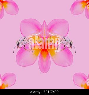 Bel fiore senza cuciture motivo e ape, disegno digitale fiore rosa e ape immagine su sfondo rosa, look semplice, design per sfondo carta da parati. Foto Stock