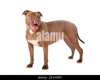 Pitbull Red Nose davanti a uno sfondo bianco Foto Stock