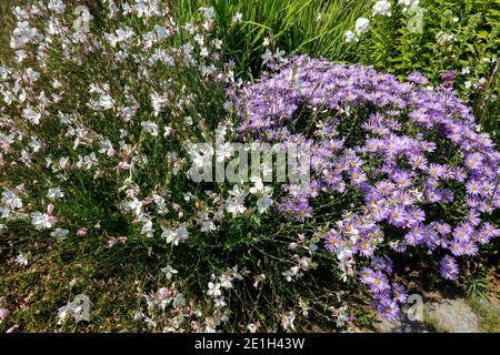 Aster amellus Silbersee Gaura Foto Stock