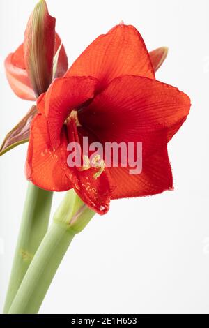 Hippeastrum "cuore rosso", Amaryllis (Hippeastrum x hortorum) Foto Stock