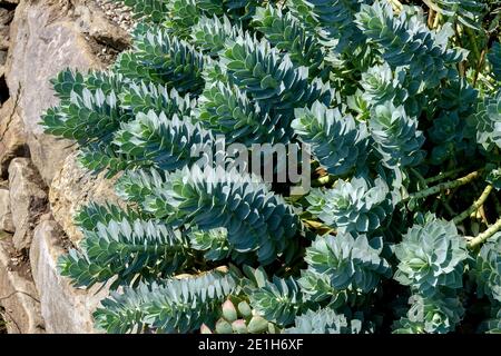 Piante che crescono su muro secco del giardino pianta da parete di Eufhorbia myrsinites Foto Stock