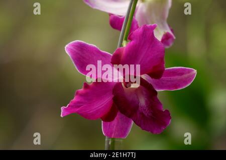 primo piano immagine di bella viola dendrobium orchidea fiori isolati su sfondo sfocato Foto Stock