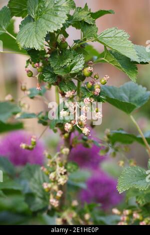 Ribes nigrum. Ribes nero che si formano sulla boccola. Foto Stock