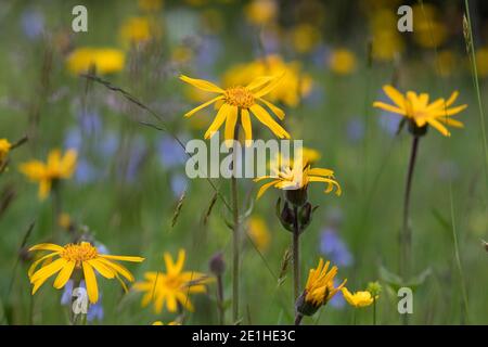 Arnika, Echte Arnika, Bergwohlverleih, Berg-Wohlverleih, Arnica montana, arnica, la rovina del leopardo, la rovina del lupo, tabacco di montagna, arnica di montagna, l’Arn Foto Stock