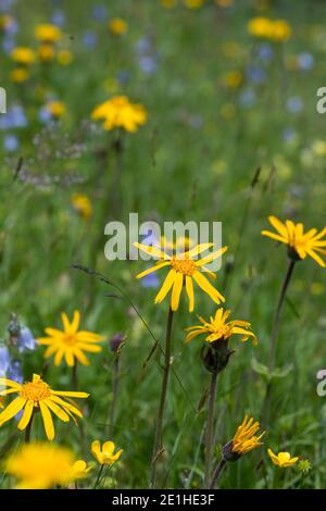 Arnika, Echte Arnika, Bergwohlverleih, Berg-Wohlverleih, Arnica montana, arnica, la rovina del leopardo, la rovina del lupo, tabacco di montagna, arnica di montagna, l’Arn Foto Stock