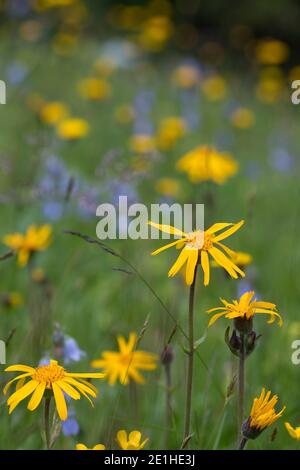 Arnika, Echte Arnika, Bergwohlverleih, Berg-Wohlverleih, Arnica montana, arnica, la rovina del leopardo, la rovina del lupo, tabacco di montagna, arnica di montagna, l’Arn Foto Stock