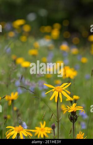 Arnika, Echte Arnika, Bergwohlverleih, Berg-Wohlverleih, Arnica montana, arnica, la rovina del leopardo, la rovina del lupo, tabacco di montagna, arnica di montagna, l’Arn Foto Stock