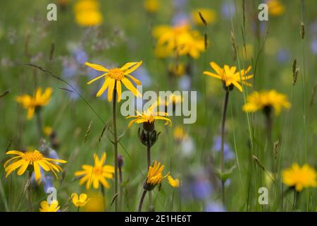 Arnika, Echte Arnika, Bergwohlverleih, Berg-Wohlverleih, Arnica montana, arnica, la rovina del leopardo, la rovina del lupo, tabacco di montagna, arnica di montagna, l’Arn Foto Stock