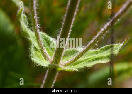 Arnika, Echte Arnika, Bergwohlverleih, Berg-Wohlverleih, Blatt, Blätter, Stängel, Arnica montana, arnica, leopardo, manna del lupo, montagna togana Foto Stock