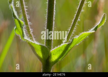 Arnika, Echte Arnika, Bergwohlverleih, Berg-Wohlverleih, Blatt, Blätter, Stängel, Arnica montana, arnica, leopardo, manna del lupo, montagna togana Foto Stock