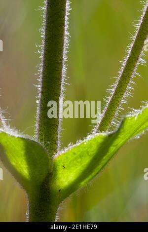 Arnika, Echte Arnika, Bergwohlverleih, Berg-Wohlverleih, Blatt, Blätter, Stängel, Arnica montana, arnica, leopardo, manna del lupo, montagna togana Foto Stock