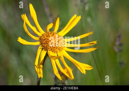 Arnika, Echte Arnika, Bergwohlverleih, Berg-Wohlverleih, Arnica montana, arnica, la rovina del leopardo, la rovina del lupo, tabacco di montagna, arnica di montagna, l’Arn Foto Stock