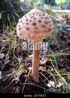 Fungo del parasolo giovane in bosco polacco Foto Stock