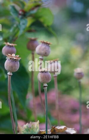 Papaver somniferum. Teste di semina di papavero in un giardino di cottage. Foto Stock