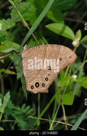 Farfalla marrone sera, vista laterale, Melanitis leda, Pune, Maharashtra, India Foto Stock