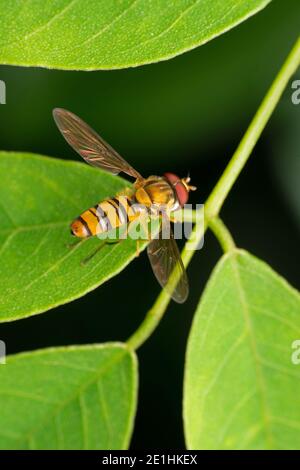 Marmalata hoverfly, Episyrphus balteatus, Pune, Maharashtra, India Foto Stock