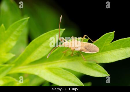 Riso Ear stinkbug, Leptocorisa oratorius, Pune, Maharashtra, India Foto Stock