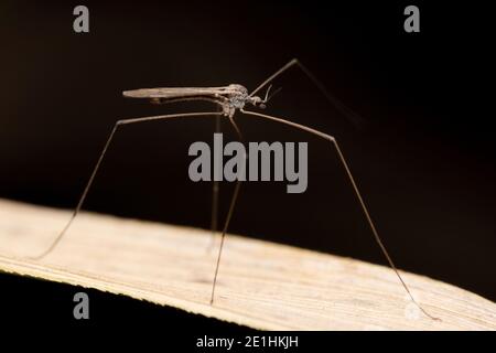 Cranefly, Tipula paludosa, Satara, Maharashtra, India Foto Stock