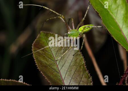 Ragno lince verde, Peusitya jabalpurensis, Satara, Maharashtra, India Foto Stock