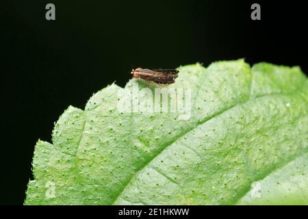 Fruitfly su foglia verde, Drosophilidae, Pune, Maharashtra, India Foto Stock