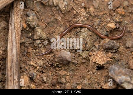 Terra planeriana, Bipalium kewense, Satara, Maharashtra, India Foto Stock