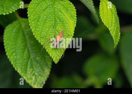 Lynx ragno, Oxyopes birmanicus, Satara, Maharashtra, India Foto Stock