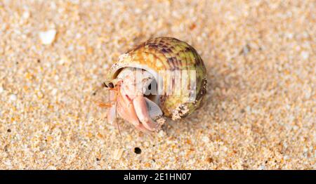 il perivinkle comune che esce dalla sua conchiglia in una spiaggia ha una conchiglia spessa e appuntita ampiamente ovata e contiene whorls. fili fini e rughe Foto Stock