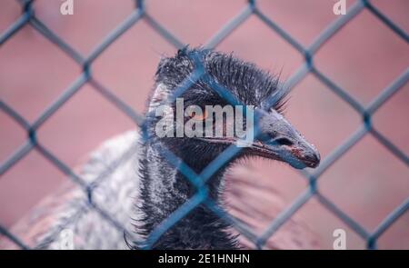 Emu uccelli primo piano fotografia della testa. Occhi arancioni attraverso la maglia della recinzione. Foto Stock