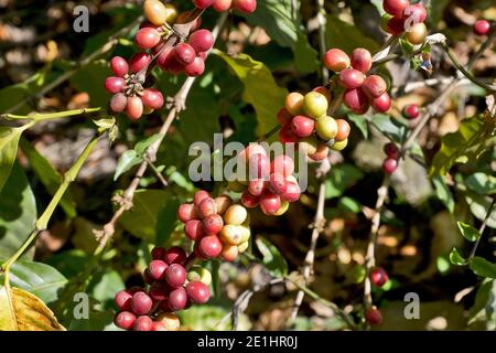 Chicchi di caffè di ciliegia fresca sul ramo degli alberi in Guatemala, America Centrale, Antigua Foto Stock
