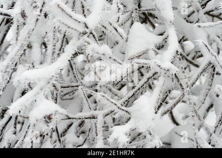 Neve e ghiaccio rime sui rami dell'albero in inverno Foto Stock