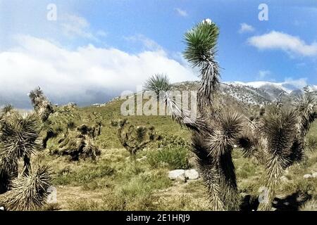 Reise durch Kalifornien, 1962. Viaggiando in California, 1962. Foto Stock