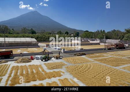 Essiccare i chicchi di caffè al sole in una piantagione di caffè con una vista fantastica del vulcano Agua - Antigua, Guatemala, America Centrale Foto Stock