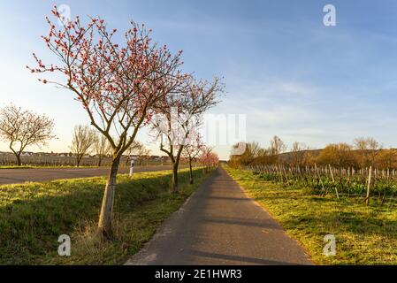 Fioritura delle mandorle lungo la strada tedesca del vino vicino a Bad Duerkheim, Renania-Palatinato, Germania Foto Stock