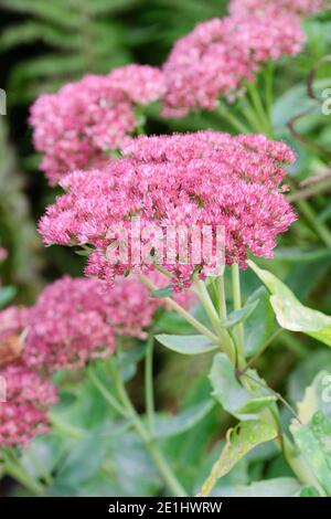 Grappoli di fiori rosa stellato all'inizio dell'autunno. Sedum (Herbstfreude Group) 'Herbstfreude'. Sedum spectabile "Herbstfreude". Stonecrop "Herbstfreude" Foto Stock