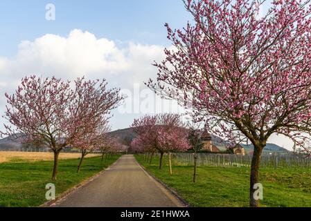 La fioritura delle mandorle alla strada tedesca del vino, Geilweilerhof, Siebeldingen, Renania-Palatinato, Germania Foto Stock