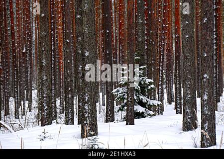 Pineta tronchi di alberi e Abete coperto di neve in giorno d'inverno. Splendido sfondo naturale della foresta Foto Stock