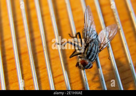 Close-up di un housefly Foto Stock