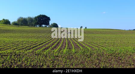 Piante di mais giovani che crescono in file su una fattoria. Vista panoramica Foto Stock