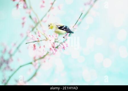 L'americano Goldfinch, tristis di Spinus, arroccato pacificamente nei fiori di un albero di Redbud in una giornata di primavera luminosa e soleggiata. Profondità estremamente bassa di Foto Stock