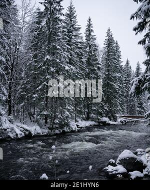 Fiume che scorre attraverso una fitta pineta coperta di neve. Foto Stock