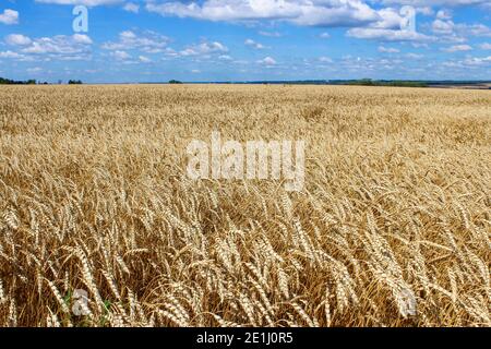 Paesaggio con una vista di un campo di grano maturo Foto Stock