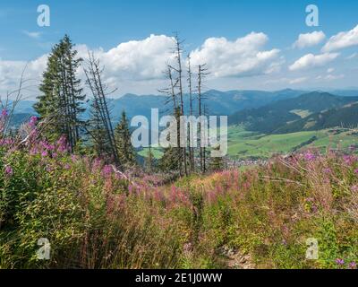 Vista sul villaggio Liptovska Luzna con fiori rosa fioriti ai piedi delle montagne basse Tatra con montagne. Slovacchia, estate soleggiato giorno, cielo blu w Foto Stock