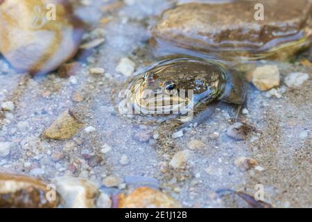 Rana del fiume del capo (Amietia fuscigula) seduto in acqua con il suo corpo superiore che sporge Foto Stock